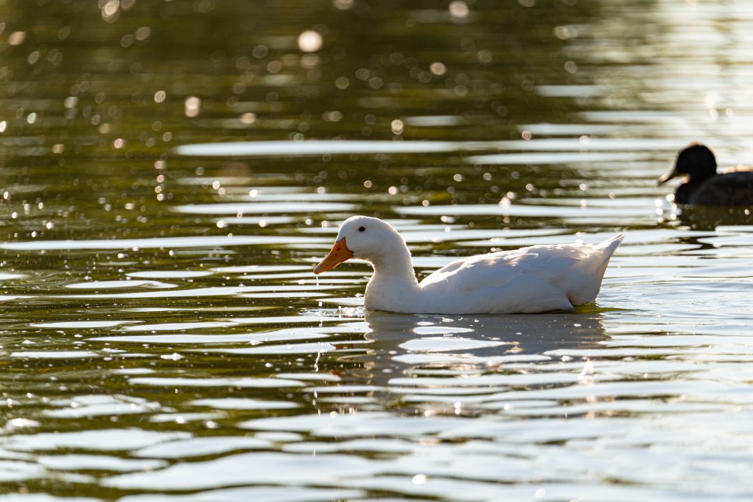 _DSC2840-Enhanced-NR